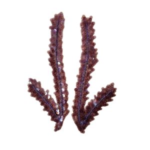 Feather Pairs - 190 x 70mm - Lt Purple - Price per pair