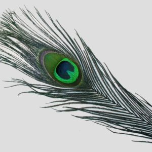 Peacock - Dyed Teale - 290mm