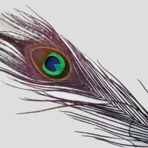 Peacock - Dyed Purple - 290mm