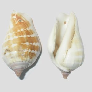 Conch Shell Pendant - 40 x 25mm