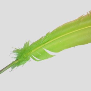 Wing Feather - 300mm - Light Green