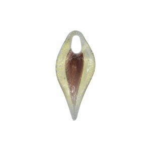 Murano Glass – Pendant - Leaf - 85mm – Purple / Gold