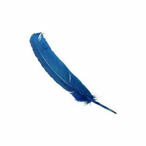 Feather - Turkey Quill - 31cm - Blue