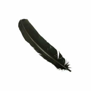 Feather - Turkey Quills - 31cm - Black