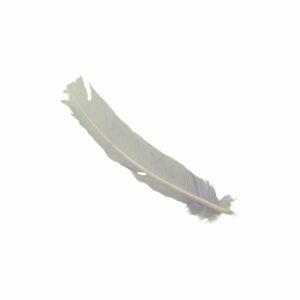 Feather - Turkey Quill - 31cm - Mauve